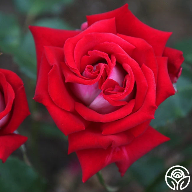 Fire 'N' Ice 1 Fire 'N' Ice