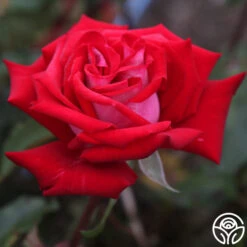 Fire 'N' Ice 10 Fire 'N' Ice -Precisiom Store fire n ice 2 1