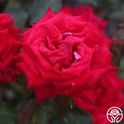 Fire 'N' Ice 8 Fire 'N' Ice -Precisiom Store fire n ice 3