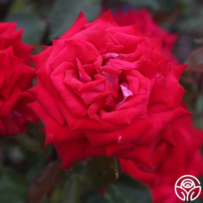 Fire 'N' Ice 3 Fire 'N' Ice - Image 3