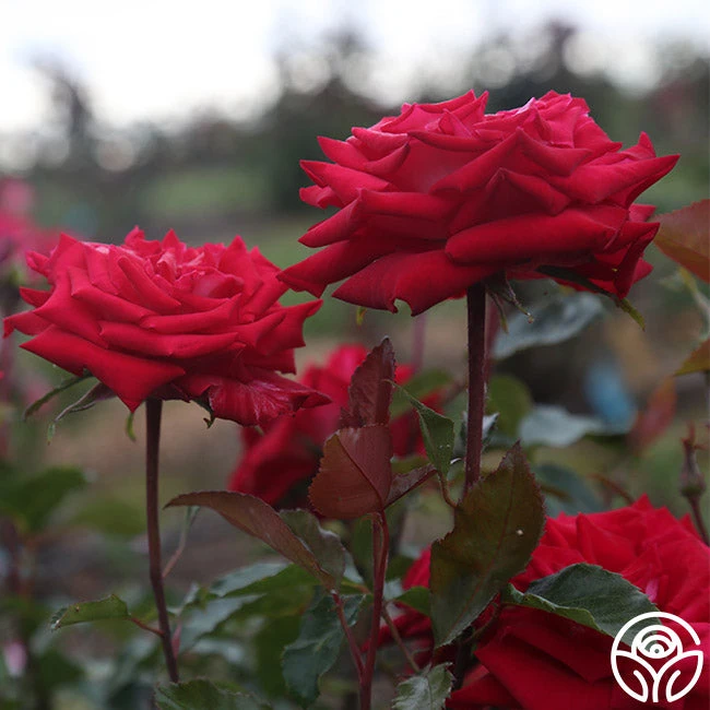 Fire 'N' Ice 6 Fire 'N' Ice - Image 6