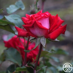 Fire 'N' Ice 9 Fire 'N' Ice -Precisiom Store fire n ice 5