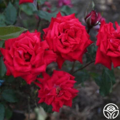 New Release -Precisiom Store fire n ice 6