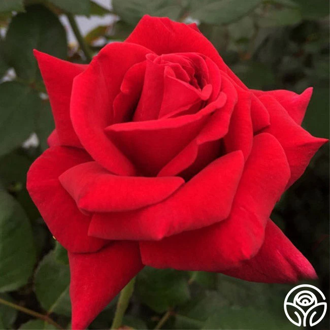 Firefighter® 2 Firefighter® - Image 2