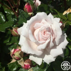 Parfuma® First Crush™ -Precisiom Store first crush 2 1