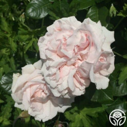 Parfuma® First Crush™ -Precisiom Store first crush 4