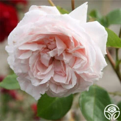 Parfuma® First Crush™ -Precisiom Store first crush 6