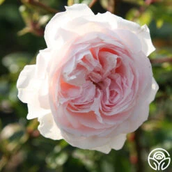 Parfuma® First Crush™ -Precisiom Store first crush 9