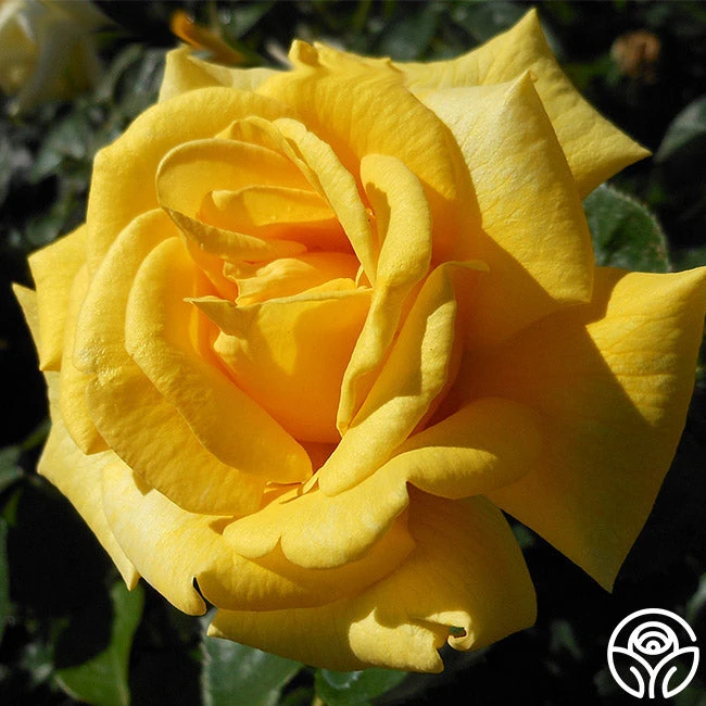 First Impression 1 First Impression