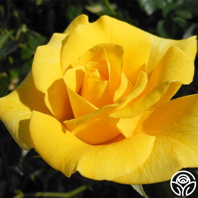 First Impression 2 First Impression - Image 2