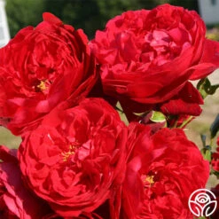 Kolorscape® Florentina -Precisiom Store florentina 2 1 1