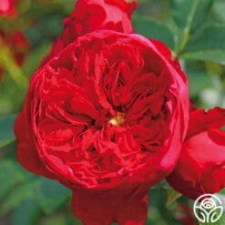 Kolorscape® Florentina -Precisiom Store florentina 3 8