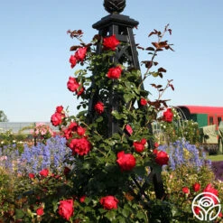 Kolorscape® Florentina -Precisiom Store florentina 6 2