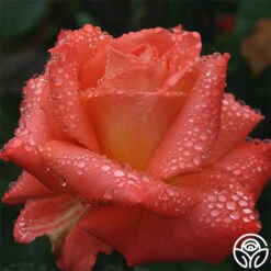 Folklore™ -Precisiom Store folklore 3