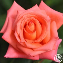 Folklore™ -Precisiom Store folklore 4