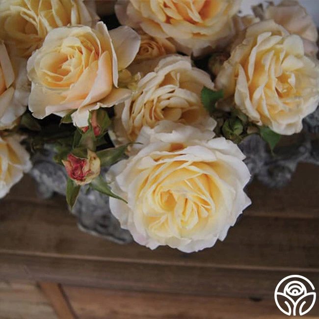 Forever Busy 2 Forever Busy - Image 2