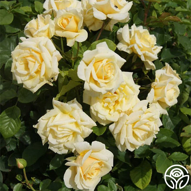 Forever Busy 1 Forever Busy