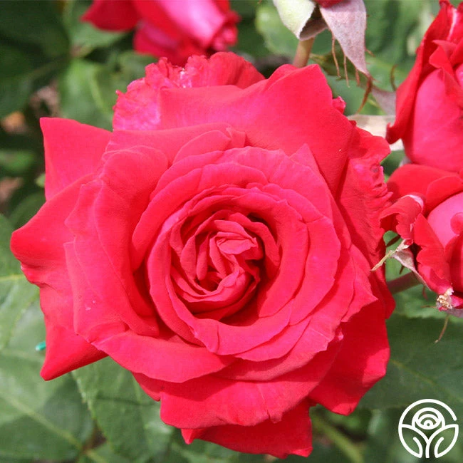 Forgotten Dreams 1 Forgotten Dreams