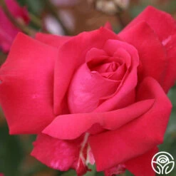 Forgotten Dreams 7 Forgotten Dreams -Precisiom Store forgotten dreams 3 8