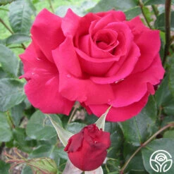 Forgotten Dreams 6 Forgotten Dreams -Precisiom Store forgotten dreams 4