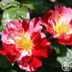 Fourth Of July™ -Precisiom Store fourth of july logo 01