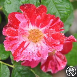 Fourth Of July™ -Precisiom Store fourth of july logo 03