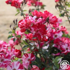 Fourth Of July™ -Precisiom Store fourth of july logo 04