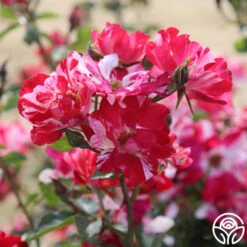 Fourth Of July™ -Precisiom Store fourth of july logo 05