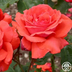 Fragrant Cloud -Precisiom Store fragrant cloud 2 8