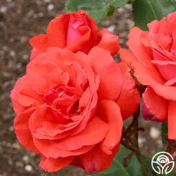 Fragrant Cloud -Precisiom Store fragrant cloud 3 8