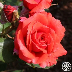 Fragrant Cloud -Precisiom Store fragrant cloud 4