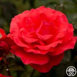 Fragrant Cloud -Precisiom Store fragrant cloud 7