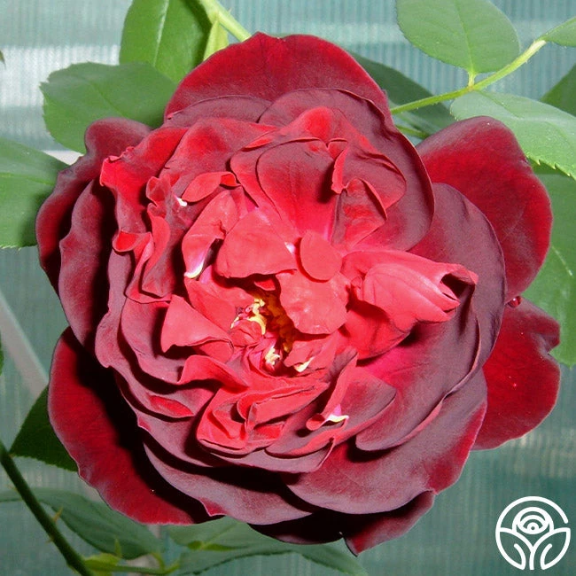 Francis Dubreuil 1 Francis Dubreuil