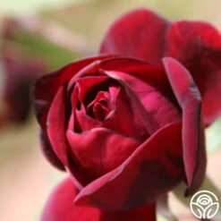 Francis Dubreuil 5 Francis Dubreuil -Precisiom Store francis dubreuil 2