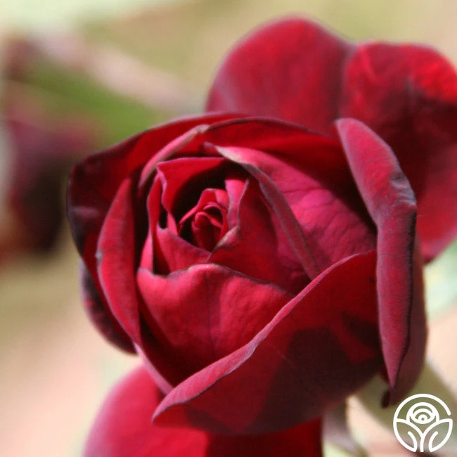 Francis Dubreuil 3 Francis Dubreuil - Image 3