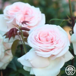 Francis Meilland® -Precisiom Store francis meilland 13