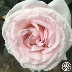 Francis Meilland® -Precisiom Store francis meilland 1 8