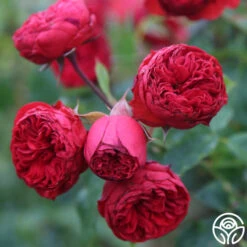 Francois Rabelais -Precisiom Store francois rabelais 11