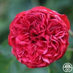 Francois Rabelais -Precisiom Store francois rabelais 12