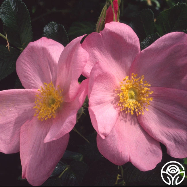 Fru Dagmar Hastrup 2 Fru Dagmar Hastrup - Image 2