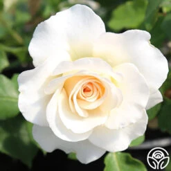 French Lace™ 10 French Lace™ -Precisiom Store french lace 11