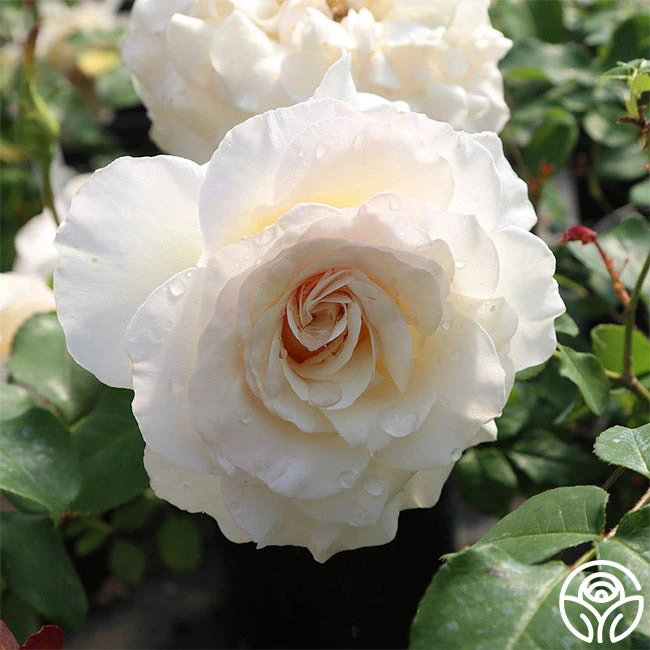 French Lace™ 6 French Lace™ - Image 6