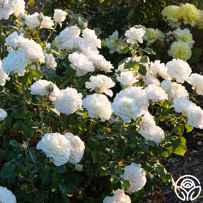 French Lace™ 3 French Lace™ - Image 3