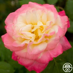 French Perfume™ -Precisiom Store french perfume 4