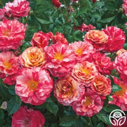 New Release -Precisiom Store frida kahlo 1 1