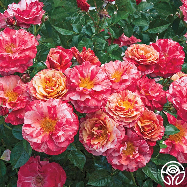 Frida Kahlo™ 2 Frida Kahlo™ - Image 2