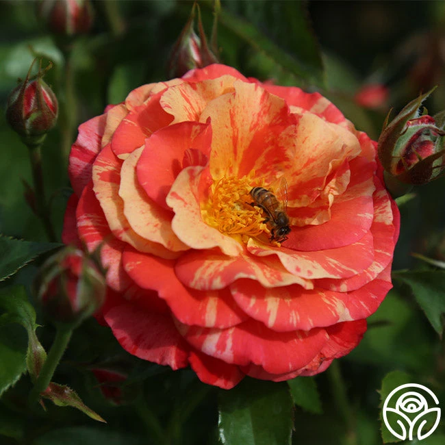 Frida Kahlo™ 6 Frida Kahlo™ - Image 6