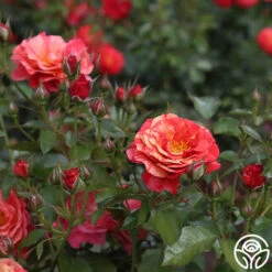 Frida Kahlo™ 19 Frida Kahlo™ -Precisiom Store frida kahlo 3 1