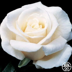 Full Sail 22 Full Sail -Precisiom Store full sail 1 8