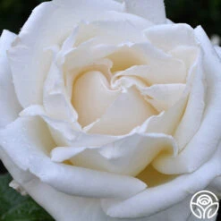 Full Sail 14 Full Sail -Precisiom Store full sail 2 8